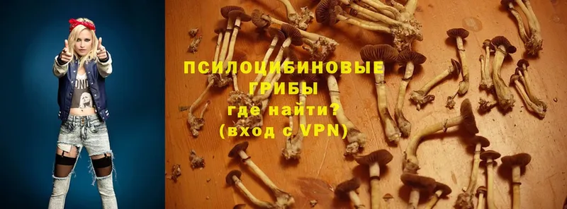 МЕГА   Тулун  Псилоцибиновые грибы Psilocybine cubensis 